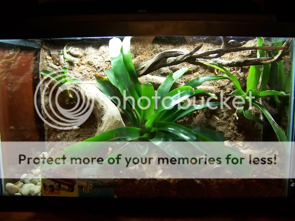 [Image: anolecage.jpg]