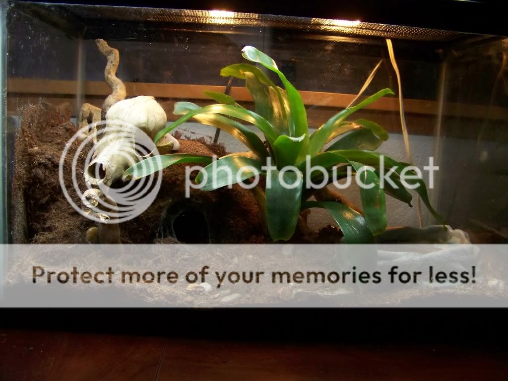 [Image: spidercage.jpg]