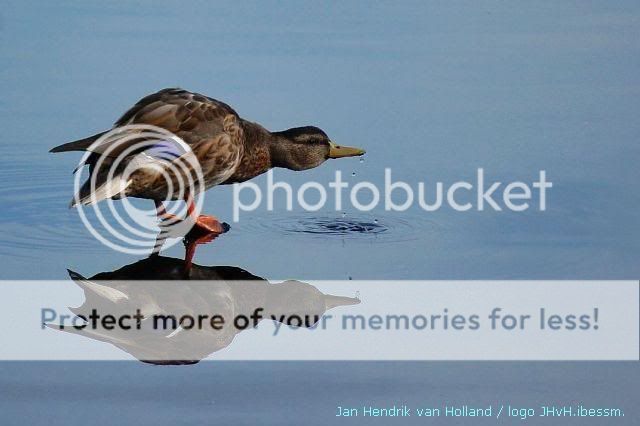 WildeeendopeensteenindevijverAnatid?t1237856584 - Ördekgiller (Anatidae) WildeeendopeensteenindevijverAnatid?t1237856584