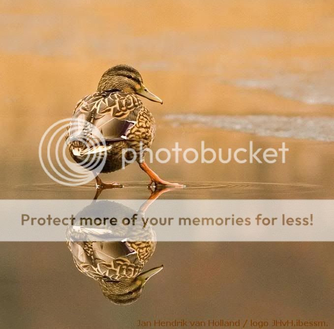 WildeeendopzeerlaagwaterAnatidaeAna?t1237856592 - Ördekgiller (Anatidae) WildeeendopzeerlaagwaterAnatidaeAna?t1237856592