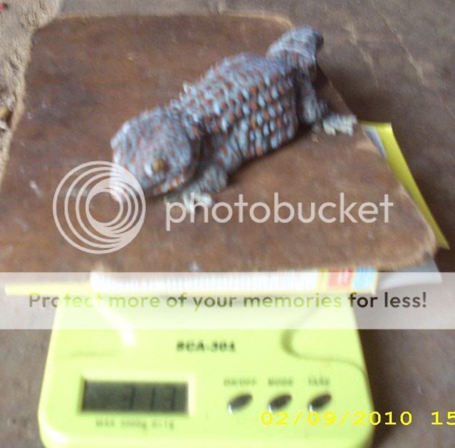 tokek 3 ons lebih with pic di atas timbangan digital tokek 3 ons lebih with pic di atas timbangan digital
