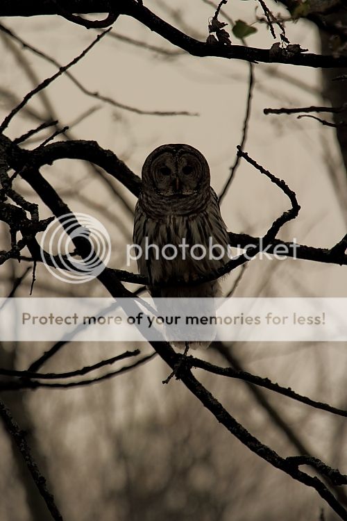 IMAGE: http://i460.photobucket.com/albums/qq326/WingsofFuryPhotography/2012%20Assorted/IMG_0072.jpg