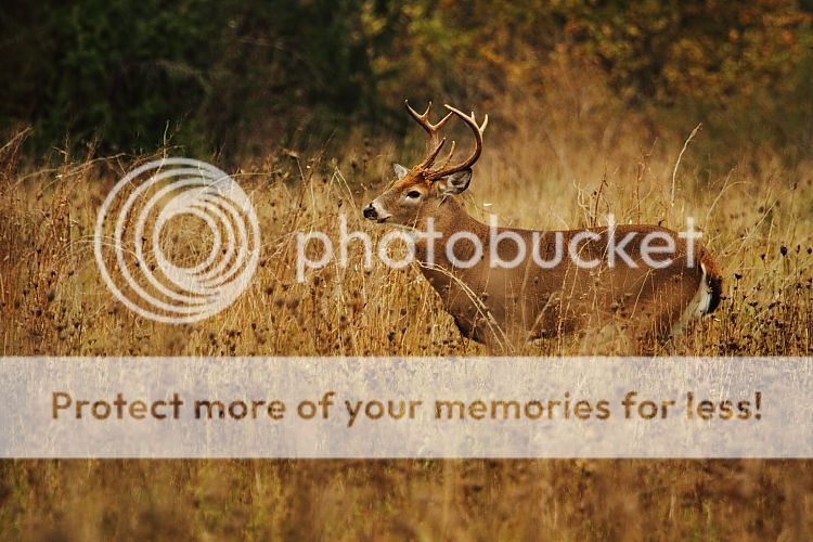 IMAGE: http://i460.photobucket.com/albums/qq326/WingsofFuryPhotography/2012%20Assorted/IMG_0133.jpg