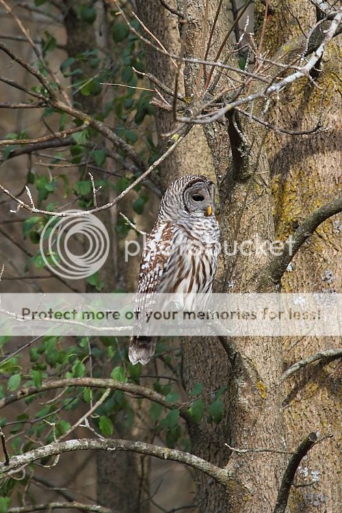 IMAGE: http://i460.photobucket.com/albums/qq326/WingsofFuryPhotography/2012%20Assorted/IMG_0203.jpg