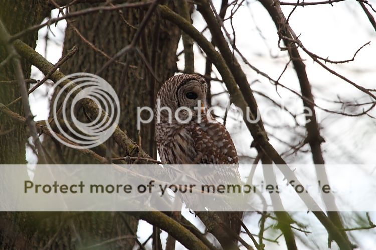 IMAGE: http://i460.photobucket.com/albums/qq326/WingsofFuryPhotography/2012%20Assorted/IMG_0231.jpg