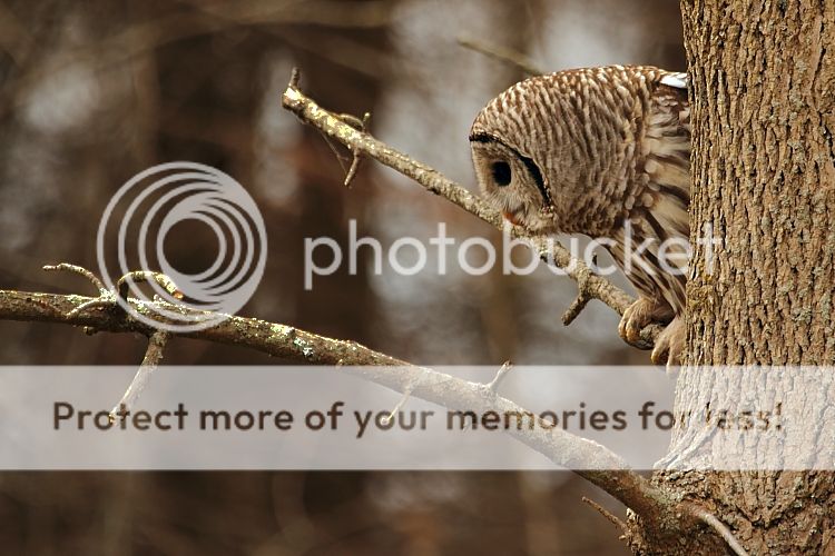 IMAGE: http://i460.photobucket.com/albums/qq326/WingsofFuryPhotography/2012%20Assorted/IMG_0371.jpg