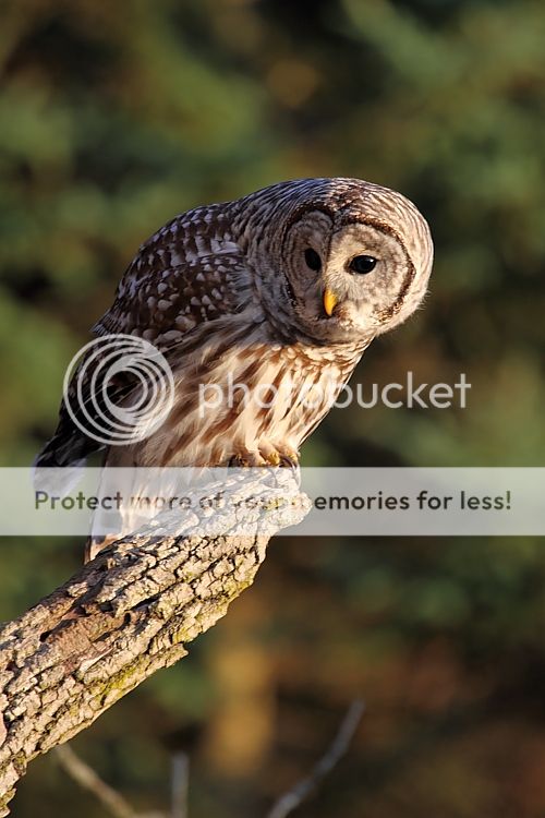 IMAGE: http://i460.photobucket.com/albums/qq326/WingsofFuryPhotography/2012%20Assorted/IMG_0836.jpg