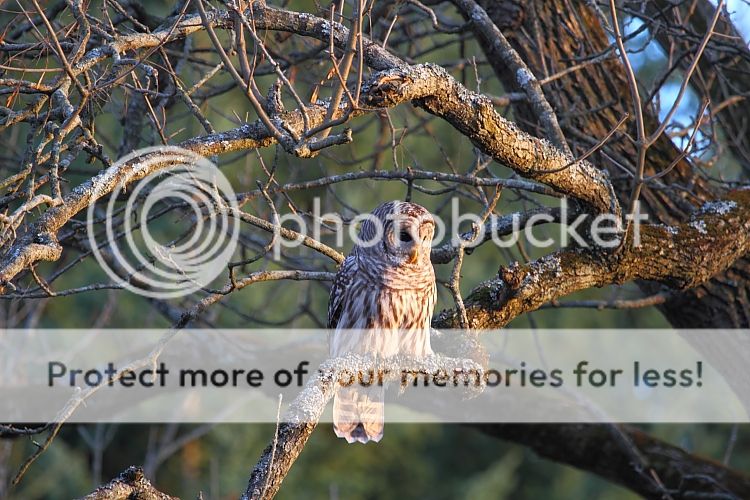 IMAGE: http://i460.photobucket.com/albums/qq326/WingsofFuryPhotography/2012%20Assorted/IMG_0861.jpg