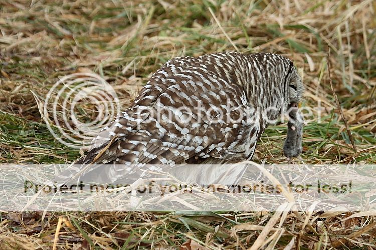 IMAGE: http://i460.photobucket.com/albums/qq326/WingsofFuryPhotography/2012%20Assorted/IMG_0976.jpg