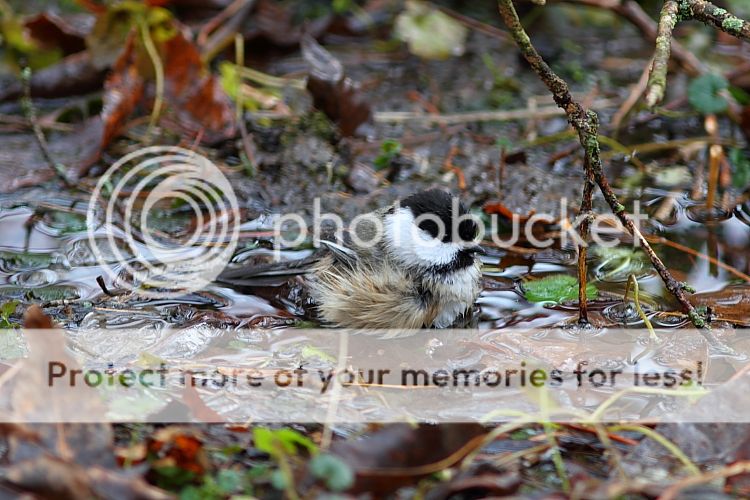 IMAGE: http://i460.photobucket.com/albums/qq326/WingsofFuryPhotography/2012%20Assorted/IMG_1187.jpg