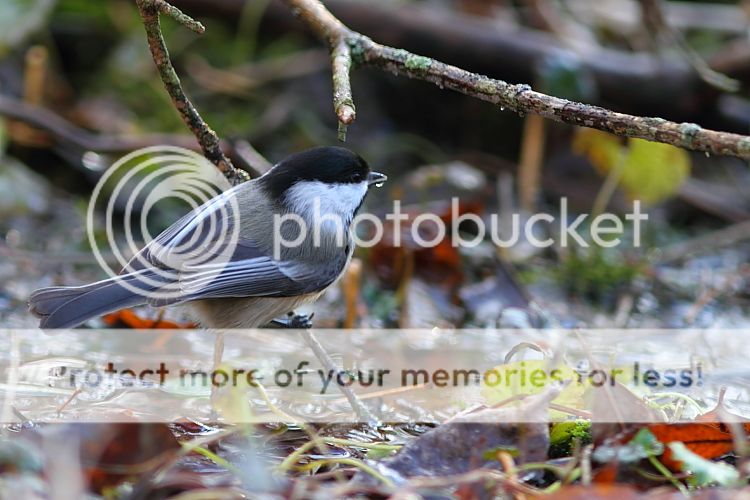 IMAGE: http://i460.photobucket.com/albums/qq326/WingsofFuryPhotography/2012%20Assorted/IMG_1247.jpg