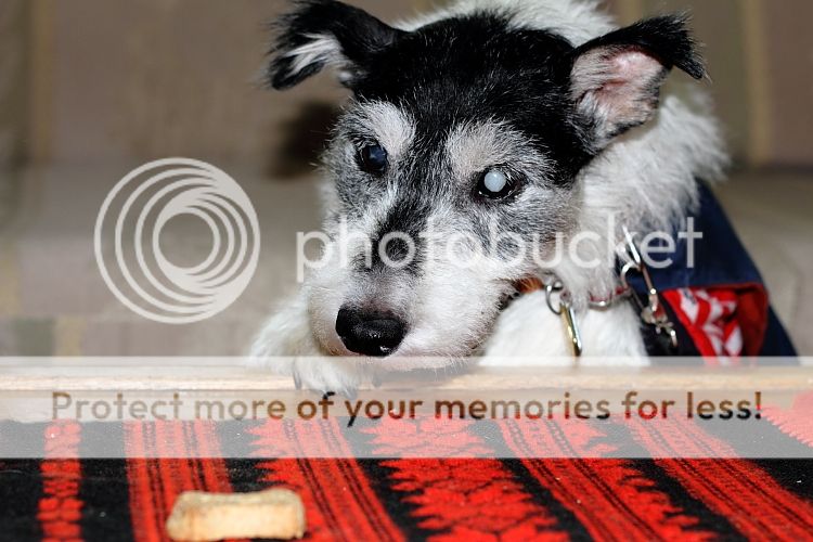 IMAGE: http://i460.photobucket.com/albums/qq326/WingsofFuryPhotography/2012%20Assorted/IMG_4486.jpg