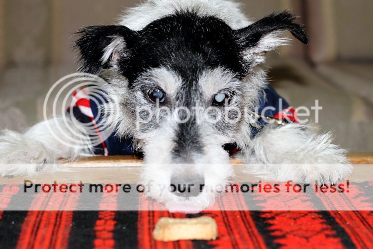 IMAGE: http://i460.photobucket.com/albums/qq326/WingsofFuryPhotography/2012%20Assorted/IMG_4488.jpg