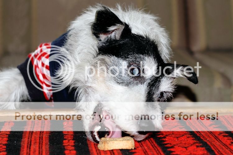 IMAGE: http://i460.photobucket.com/albums/qq326/WingsofFuryPhotography/2012%20Assorted/IMG_4490.jpg