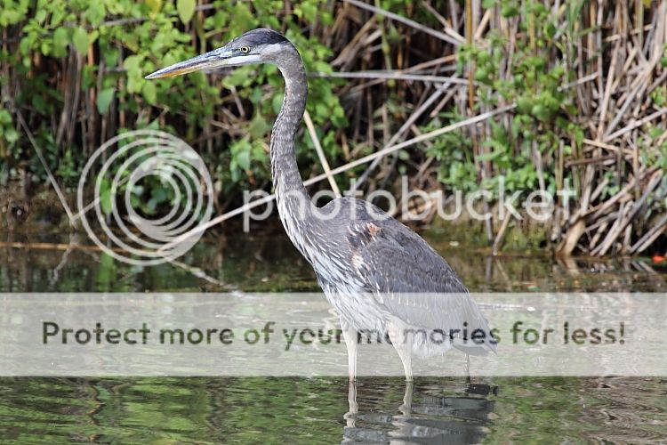 IMAGE: http://i460.photobucket.com/albums/qq326/WingsofFuryPhotography/2012%20Assorted/IMG_7826_zps609e74a1.jpg