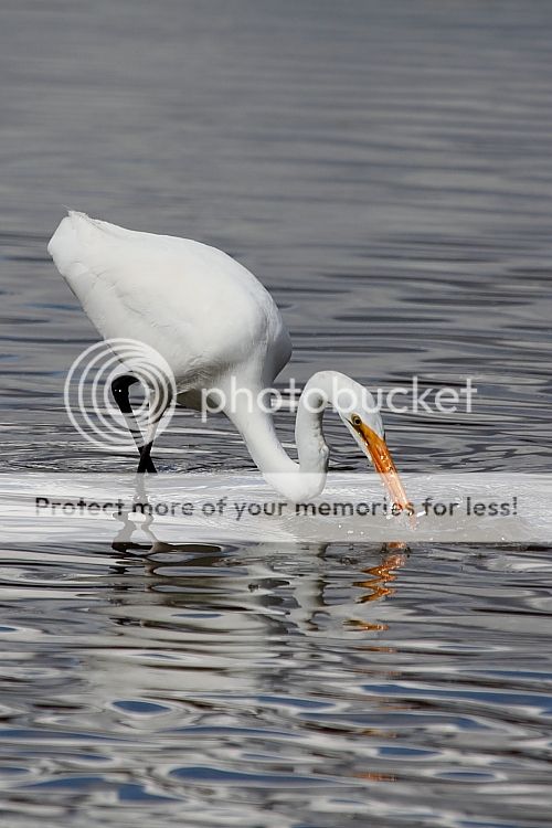 IMAGE: http://i460.photobucket.com/albums/qq326/WingsofFuryPhotography/2012%20Assorted/IMG_8140_zps4cede9dc.jpg