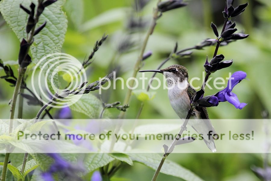 IMAGE: http://i460.photobucket.com/albums/qq326/WingsofFuryPhotography/2012%20Assorted/IMG_8246.jpg