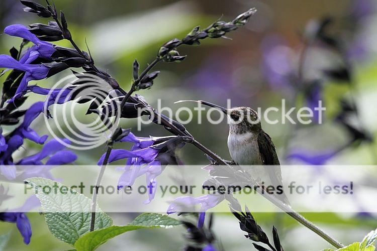 IMAGE: http://i460.photobucket.com/albums/qq326/WingsofFuryPhotography/2012%20Assorted/IMG_8284_zpsd5ac807e.jpg