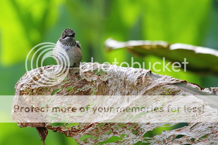 IMAGE: http://i460.photobucket.com/albums/qq326/WingsofFuryPhotography/2012%20Assorted/IMG_8809_zps6b2902bf.jpg