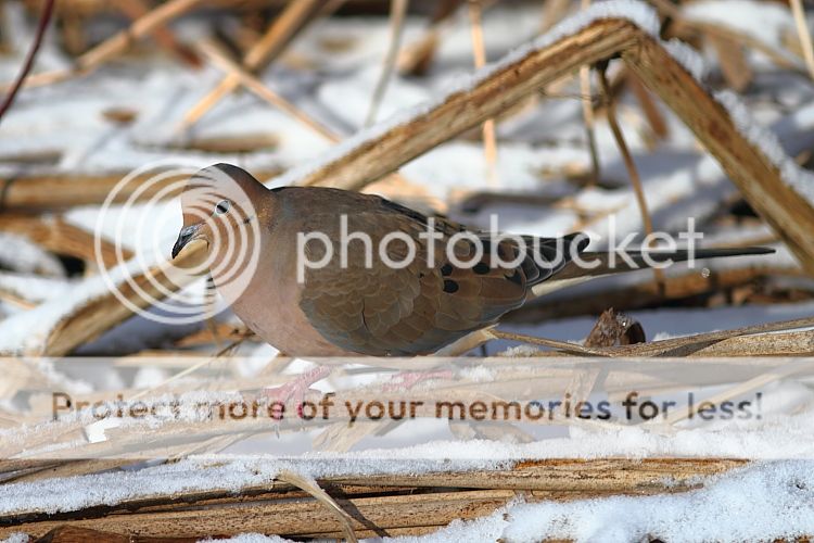 IMAGE: http://i460.photobucket.com/albums/qq326/WingsofFuryPhotography/2013%20Assorted/IMG_1962_zpsd9b9f5cf.jpg