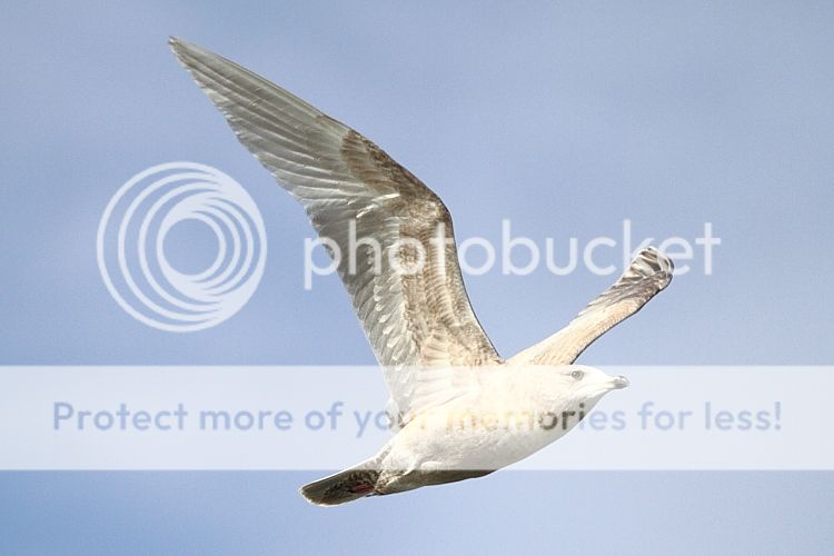 IMAGE: http://i460.photobucket.com/albums/qq326/WingsofFuryPhotography/2013%20Assorted/IMG_2157_zps9d31c7c3.jpg