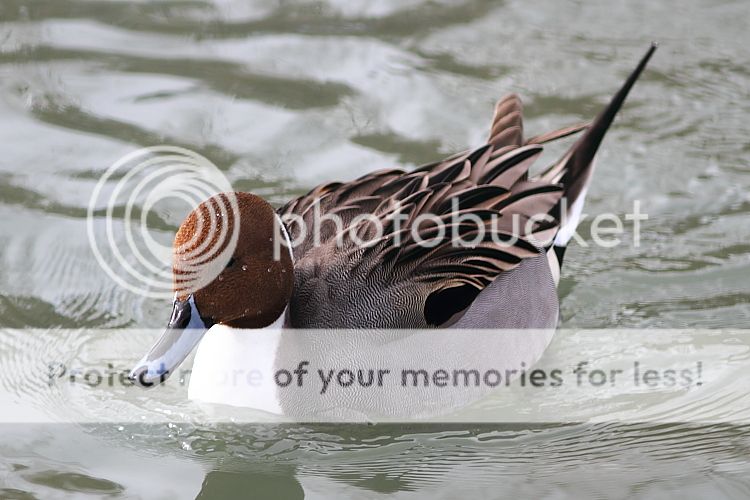 IMAGE: http://i460.photobucket.com/albums/qq326/WingsofFuryPhotography/2013%20Assorted/IMG_2247_zps6ad66183.jpg