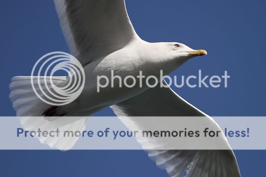 IMAGE: http://i460.photobucket.com/albums/qq326/WingsofFuryPhotography/2013%20Assorted/IMG_2780_zps6de5a4d5.jpg