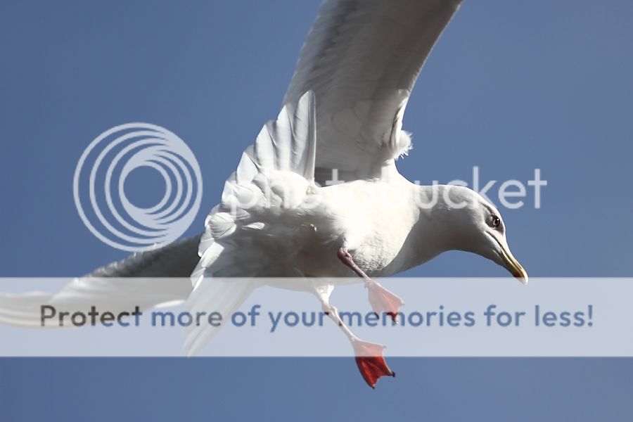 IMAGE: http://i460.photobucket.com/albums/qq326/WingsofFuryPhotography/2013%20Assorted/IMG_2807_zps73722517.jpg