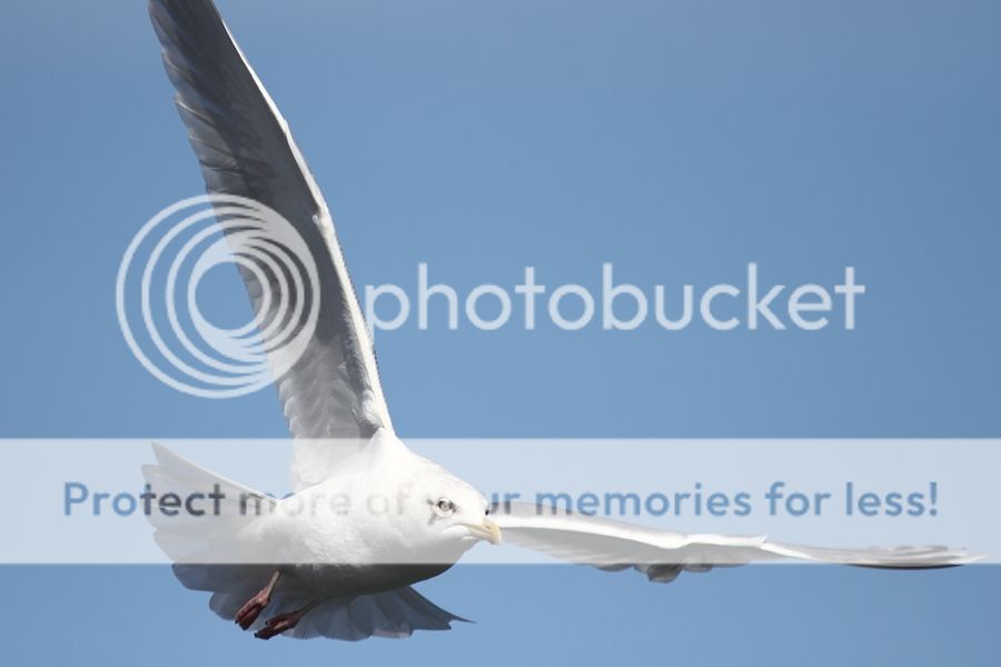 IMAGE: http://i460.photobucket.com/albums/qq326/WingsofFuryPhotography/2013%20Assorted/IMG_2810_zpsee3bbee9.jpg