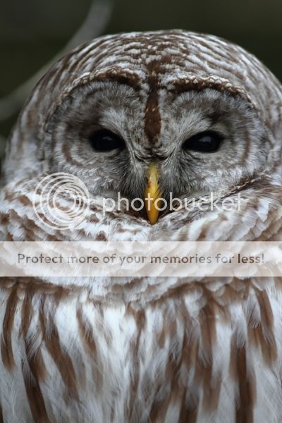 IMAGE: http://i460.photobucket.com/albums/qq326/WingsofFuryPhotography/2013%20Assorted/IMG_2943_zpsbcb45564.jpg