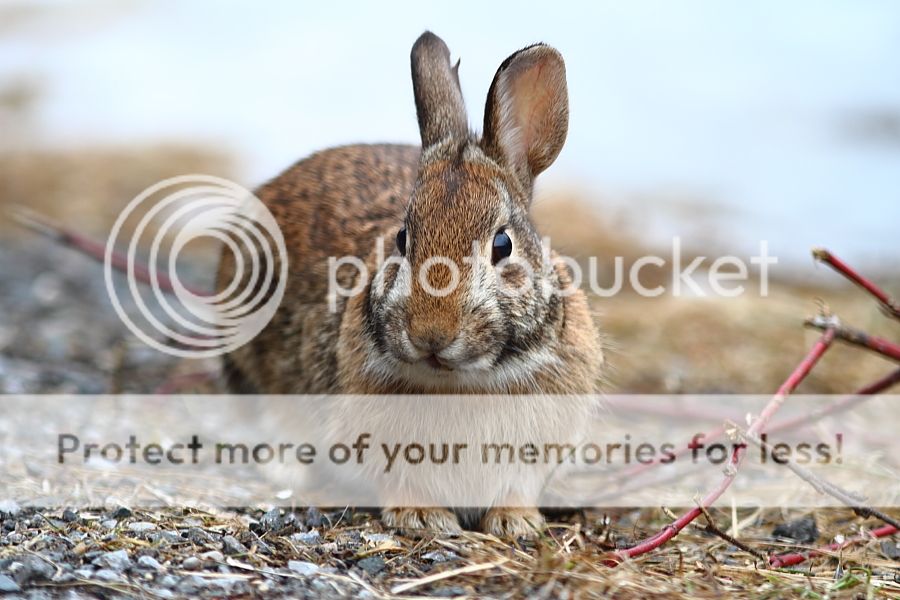 IMAGE: http://i460.photobucket.com/albums/qq326/WingsofFuryPhotography/2013%20Assorted/IMG_3005_zps9b9850aa.jpg