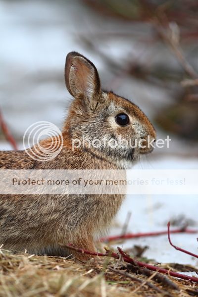 IMAGE: http://i460.photobucket.com/albums/qq326/WingsofFuryPhotography/2013%20Assorted/IMG_3019_zps3fe2cd93.jpg