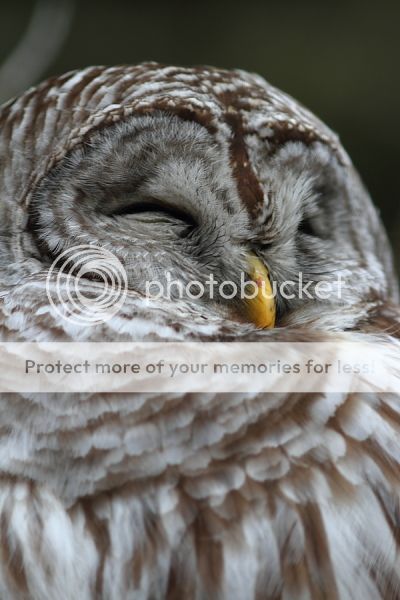 IMAGE: http://i460.photobucket.com/albums/qq326/WingsofFuryPhotography/2013%20Assorted/IMG_3099_zps49bb6760.jpg