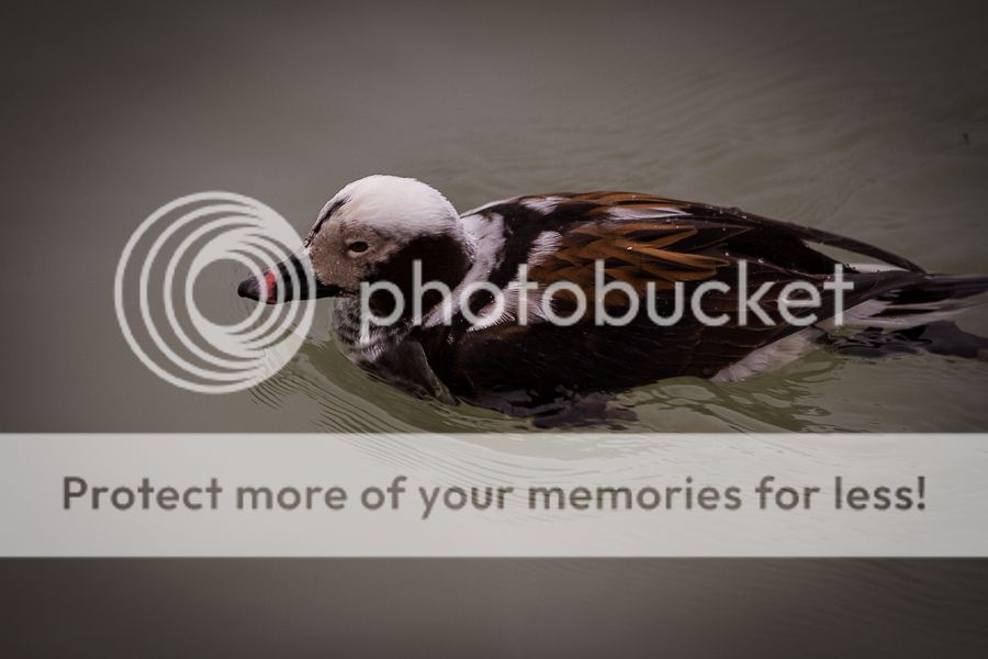 IMAGE: http://i460.photobucket.com/albums/qq326/WingsofFuryPhotography/2013%20Assorted/LongtailDrake_zps64d6a176.jpg