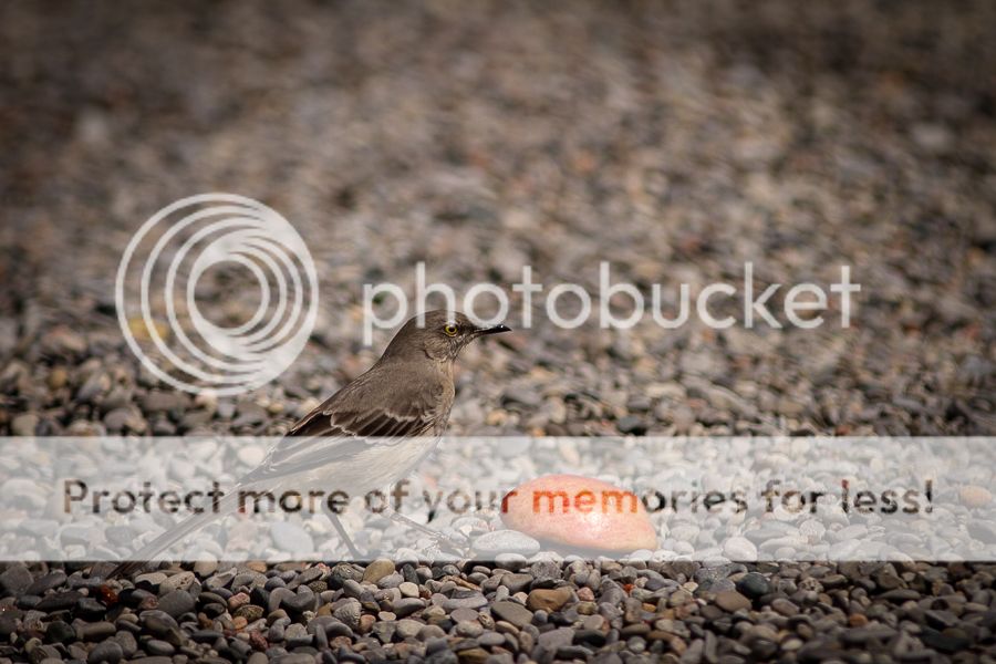 IMAGE: http://i460.photobucket.com/albums/qq326/WingsofFuryPhotography/2013%20Assorted/MockingbirdwApple_zpsdca61e0d.jpg
