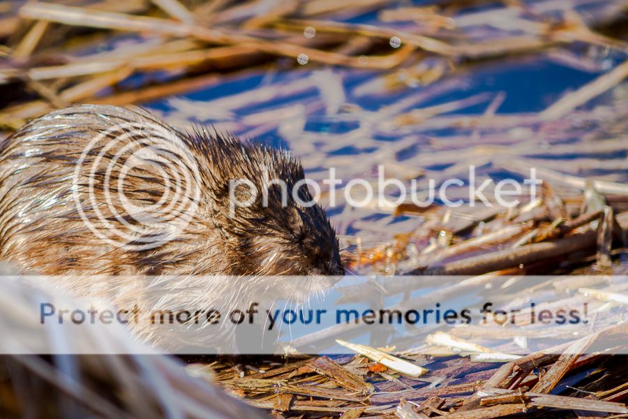 IMAGE: http://i460.photobucket.com/albums/qq326/WingsofFuryPhotography/2013%20Assorted/Muskrat2_zps98fb1cfc.jpg