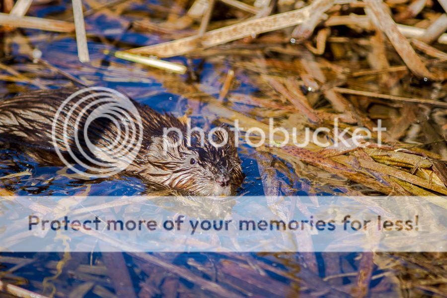 IMAGE: http://i460.photobucket.com/albums/qq326/WingsofFuryPhotography/2013%20Assorted/Muskrat3_zps540826ad.jpg
