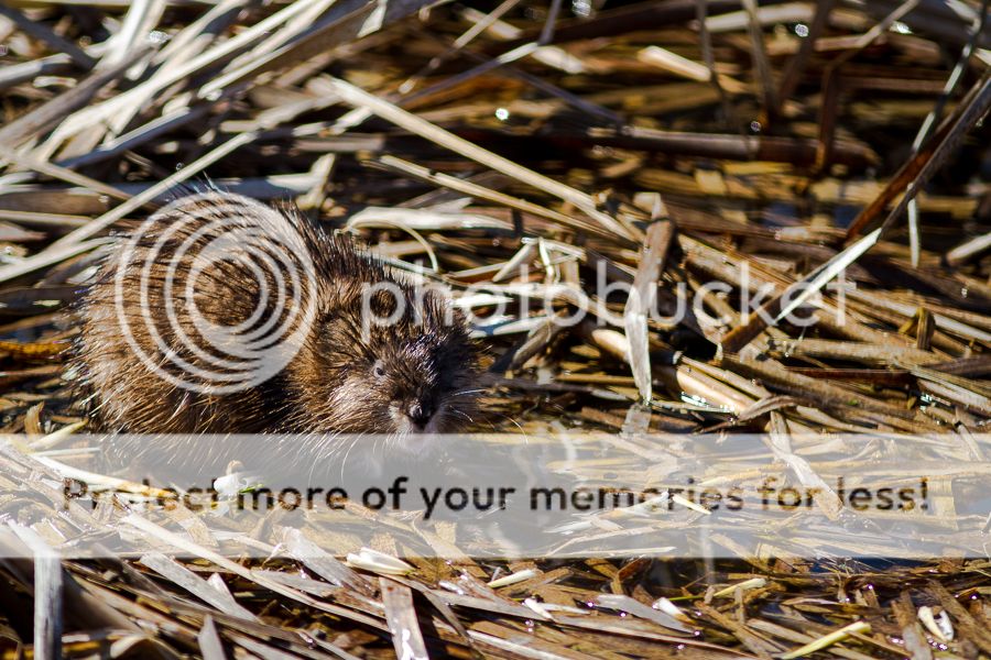 IMAGE: http://i460.photobucket.com/albums/qq326/WingsofFuryPhotography/2013%20Assorted/Muskrat_zps98f50963.jpg