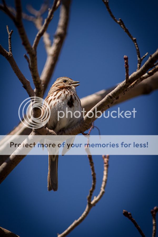 IMAGE: http://i460.photobucket.com/albums/qq326/WingsofFuryPhotography/2013%20Assorted/SongSparrowSinging_zpsd883d542.jpg