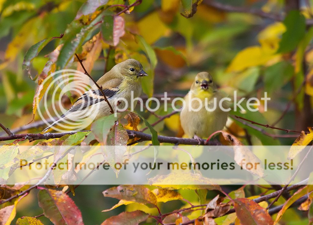 IMAGE: http://i460.photobucket.com/albums/qq328/grendel64/Goldfinchpair_zps77c7de7d.jpg