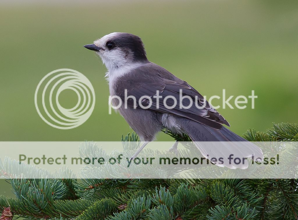 IMAGE: http://i460.photobucket.com/albums/qq328/grendel64/GrayJay1sm.jpg