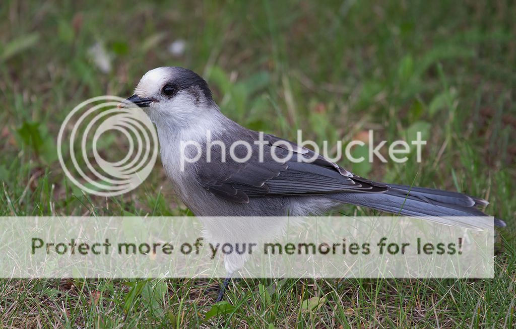 IMAGE: http://i460.photobucket.com/albums/qq328/grendel64/Grayjay2sm.jpg