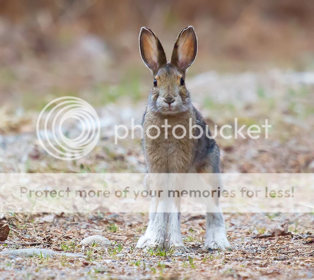 IMAGE: http://i460.photobucket.com/albums/qq328/grendel64/Hare1.jpg