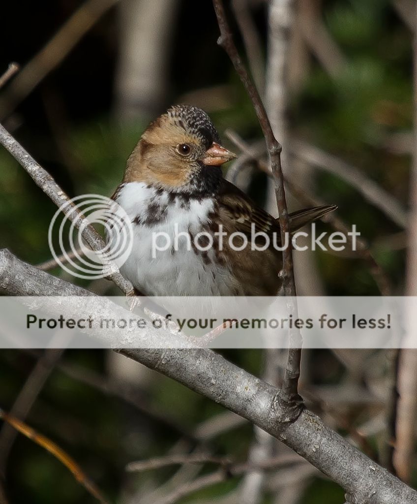 IMAGE: http://i460.photobucket.com/albums/qq328/grendel64/HarrissSparrow2-1.jpg