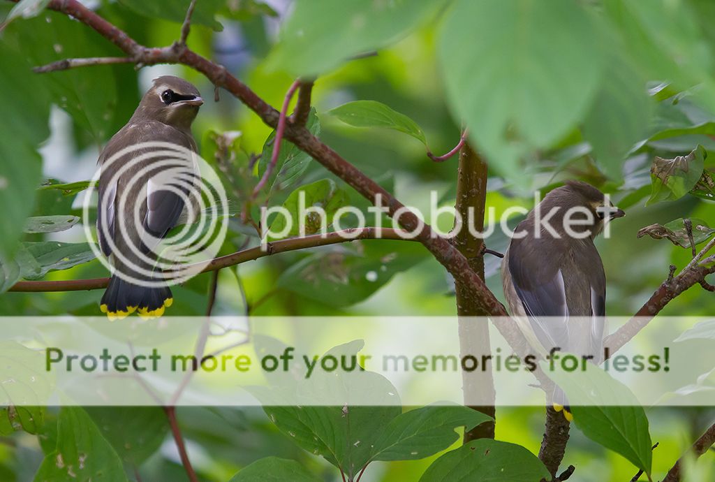 IMAGE: http://i460.photobucket.com/albums/qq328/grendel64/Juviewaxiessm.jpg