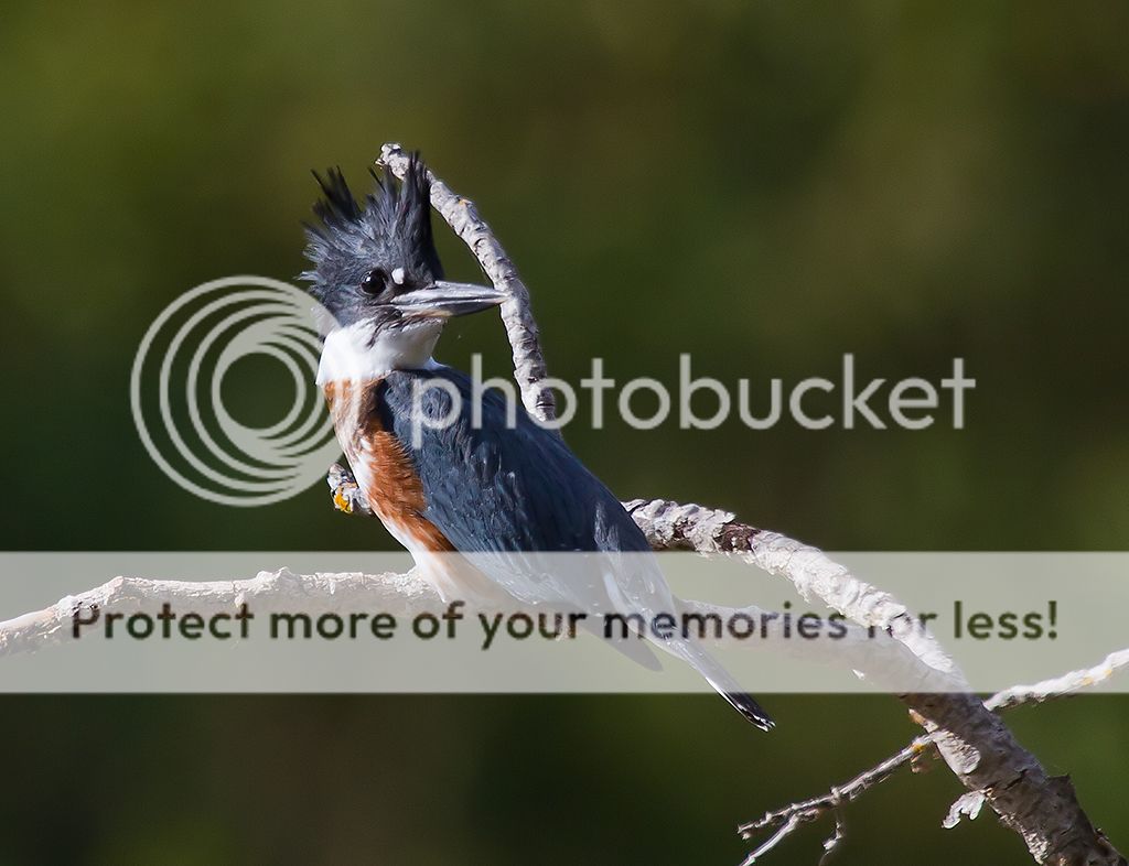 IMAGE: http://i460.photobucket.com/albums/qq328/grendel64/Kingfisher2.jpg
