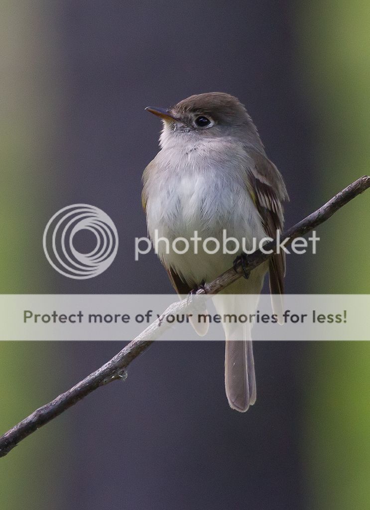 IMAGE: http://i460.photobucket.com/albums/qq328/grendel64/Leastflycatcher9.jpg