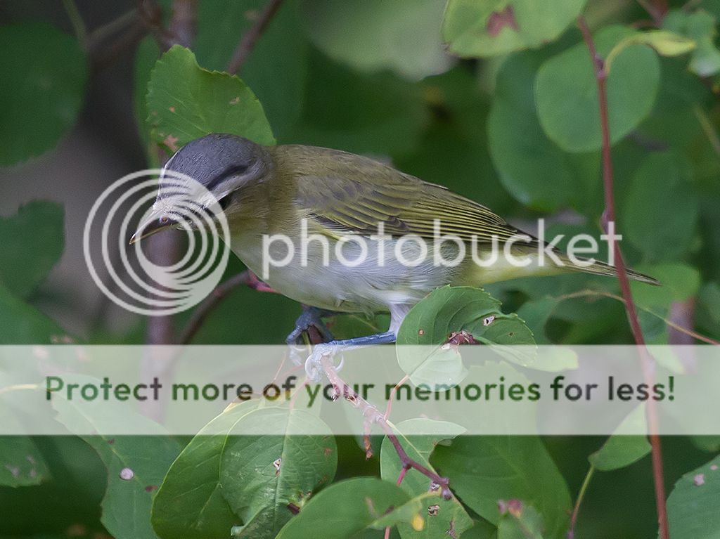 IMAGE: http://i460.photobucket.com/albums/qq328/grendel64/Vireo2sm-1.jpg