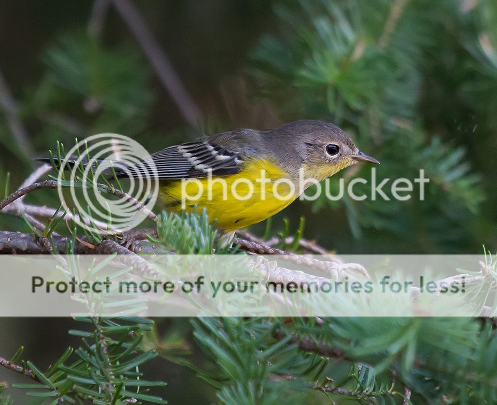 IMAGE: http://i460.photobucket.com/albums/qq328/grendel64/Warbler-1.jpg