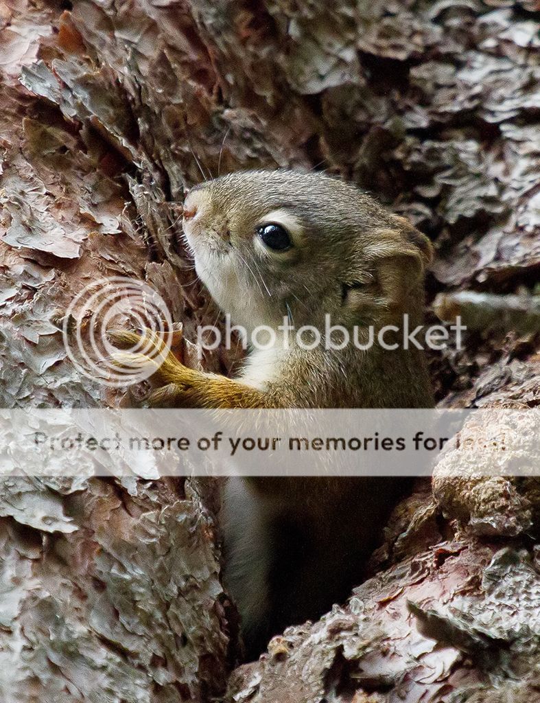 IMAGE: http://i460.photobucket.com/albums/qq328/grendel64/babysquirrel1.jpg